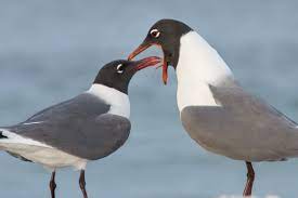 Girton Gulls