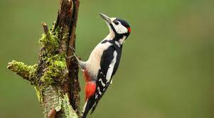 Wonky Woodpeckers